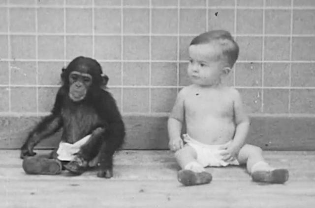 猩猩和小孩实验;